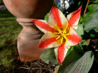 Red yellow green