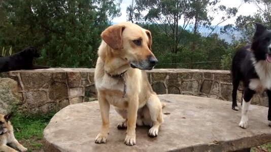 Sitting dog pet sitting dog resting photo