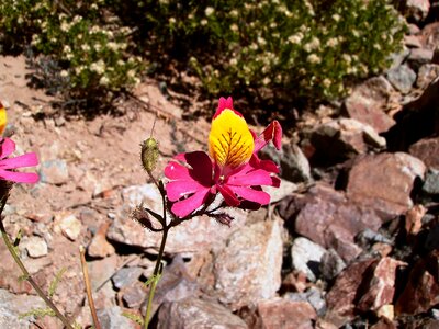 Flower tiger flora of mountain