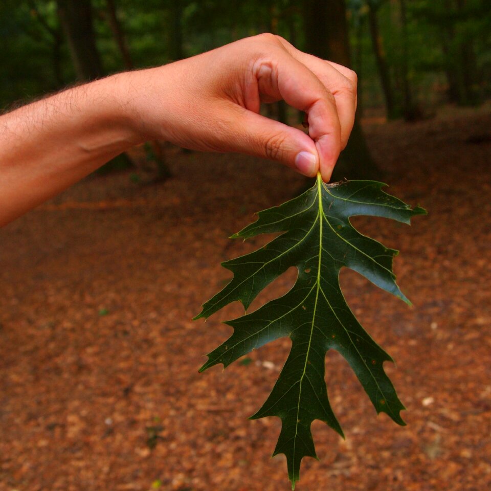 Forest man nature