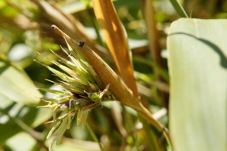 Grasartig bamboo plants grass