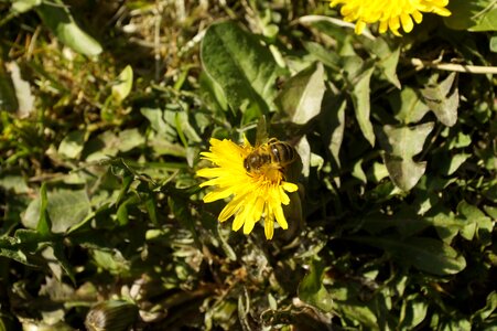 Flower yellow honey bee photo