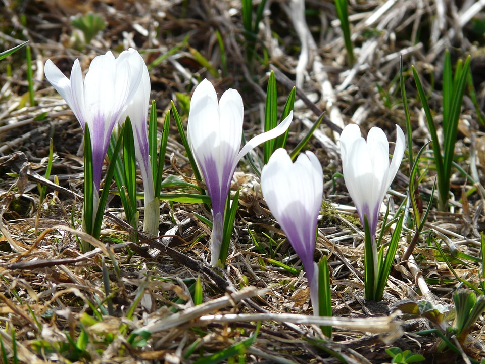 Blue purple flowers