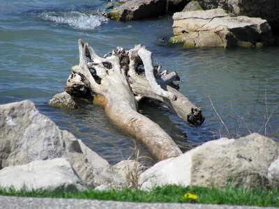 Driftwood water nature