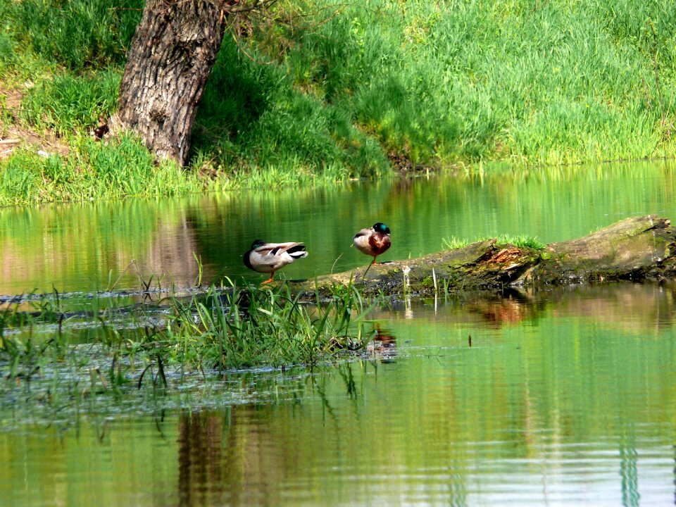Białobrzegi vistas birds