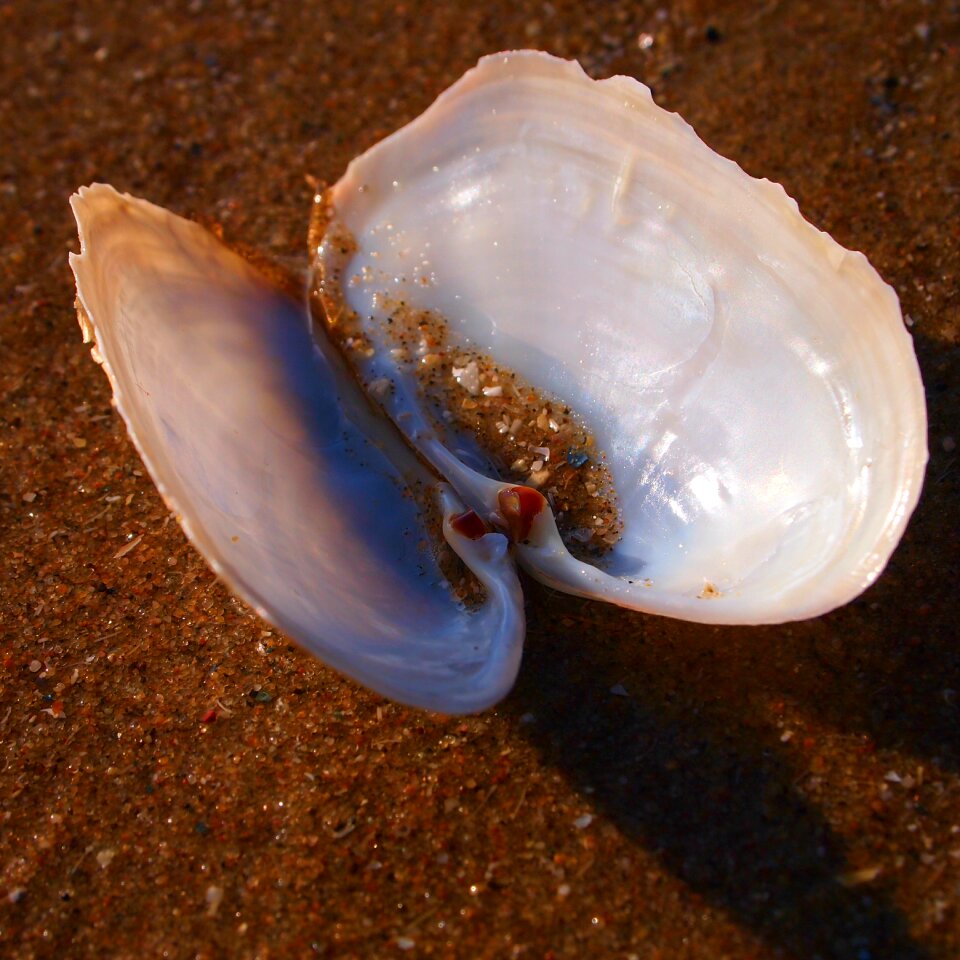 Setting sun glimmen mother of pearl