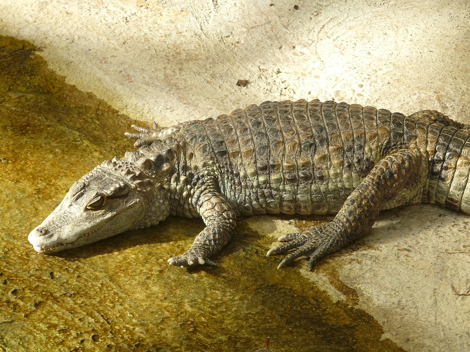 Alligatore alligatoridae hir
