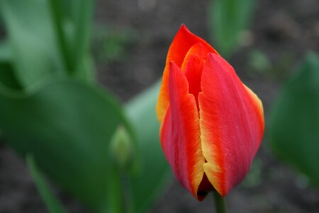 Tulip bud red