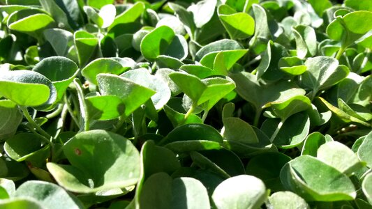 Ground cover garden gardening photo