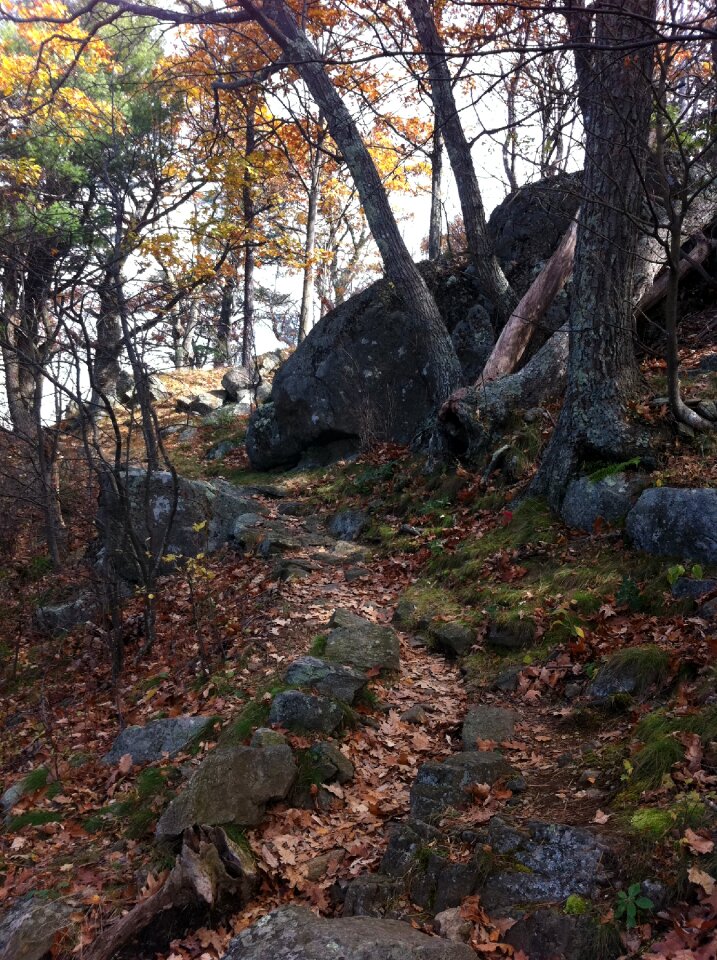 Forest walking backpack