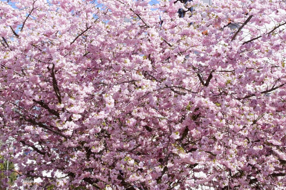 Flowers spring pink