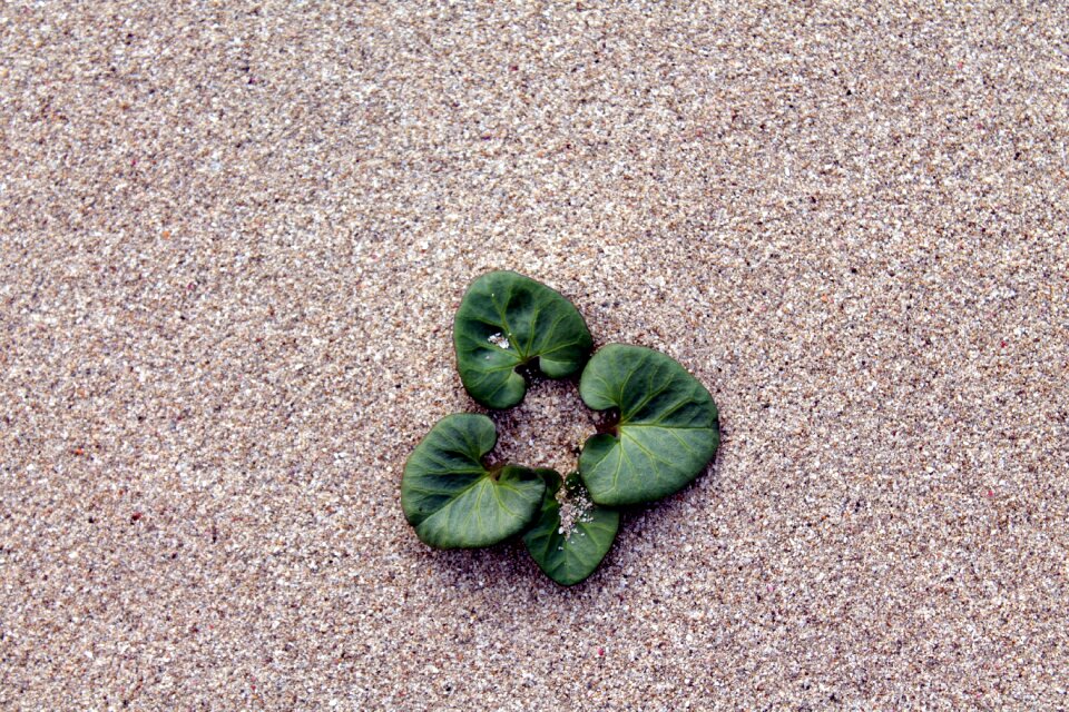 Sand leaves beach