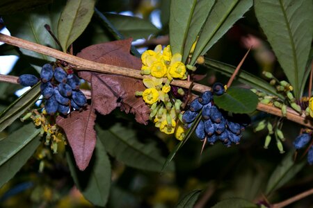 Berry fruit bloom