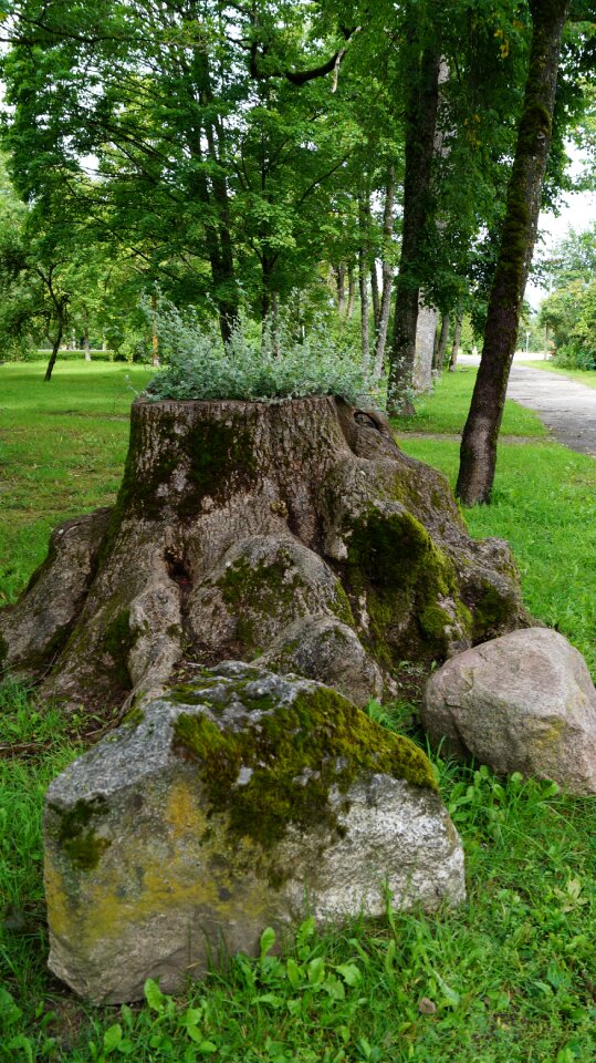 Growing stump