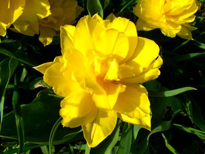 Full-flowered tulips yellow spring flower garden photo