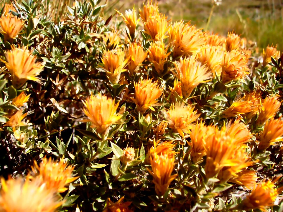 Plants wild flora wild flowers