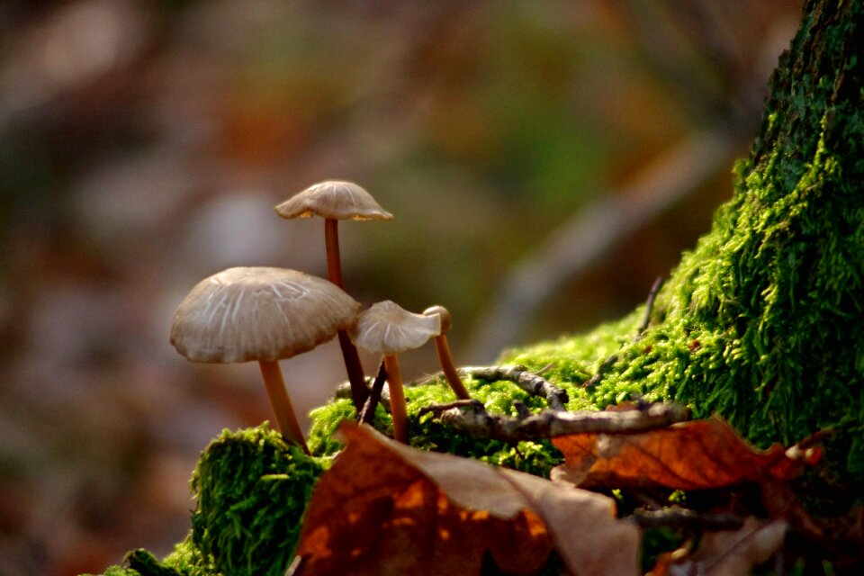 Autumn autumn gold autumn weather