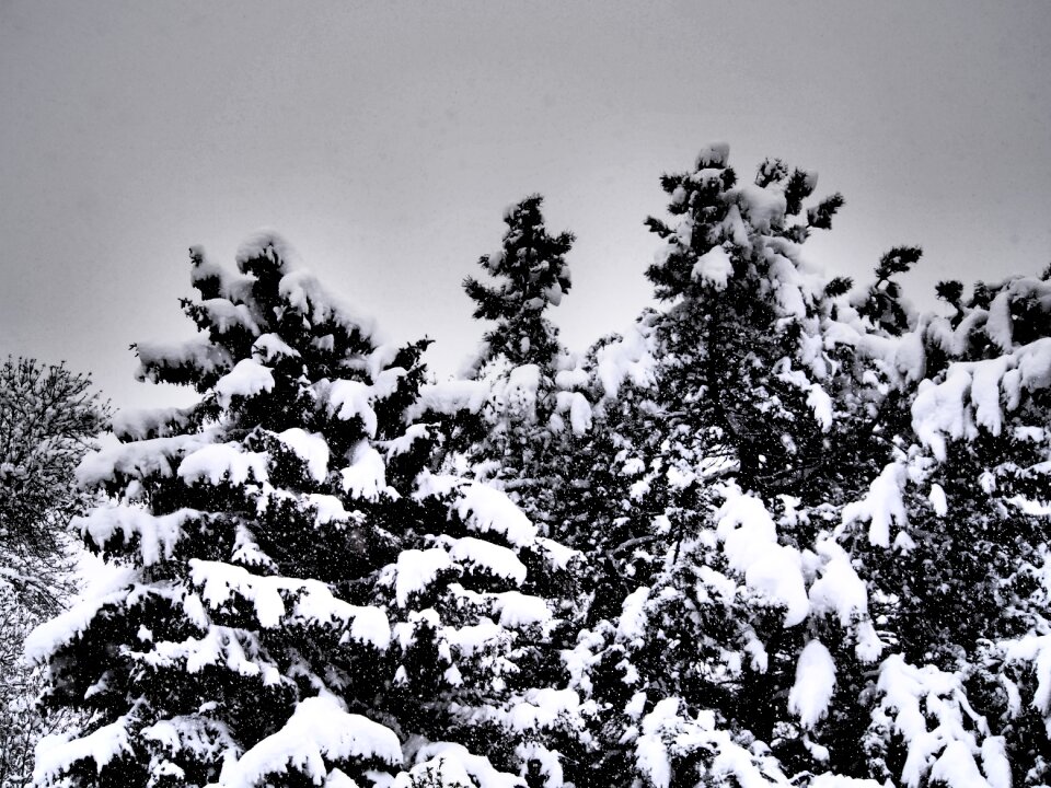 Grey cold
