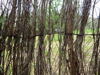 Roots wood