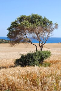 Olive tree agriculture