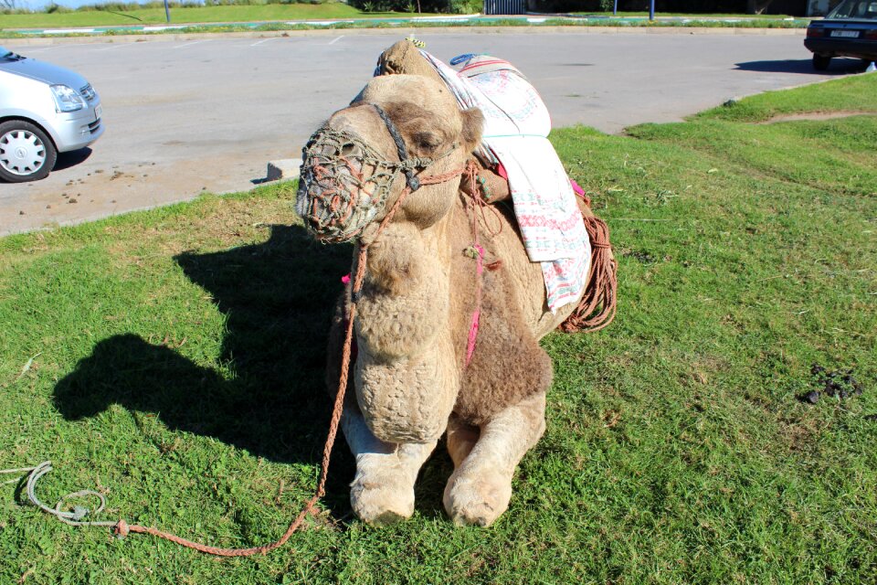 Travel morocco camel