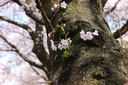 Spring flowers plants
