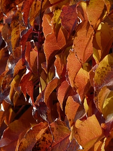 Autumn leaves fall foliage