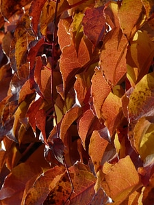 Autumn leaves fall foliage photo