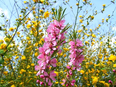 Flowering almond shrub branches pink spring