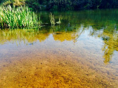 Water pond reflection