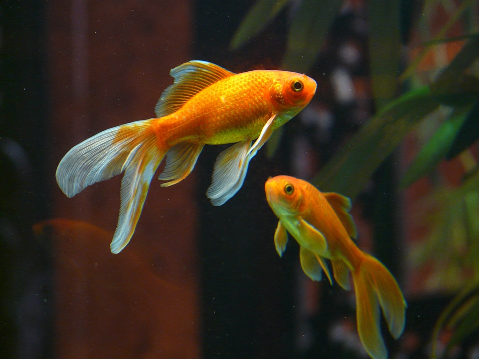 Swim aquarium freshwater fish