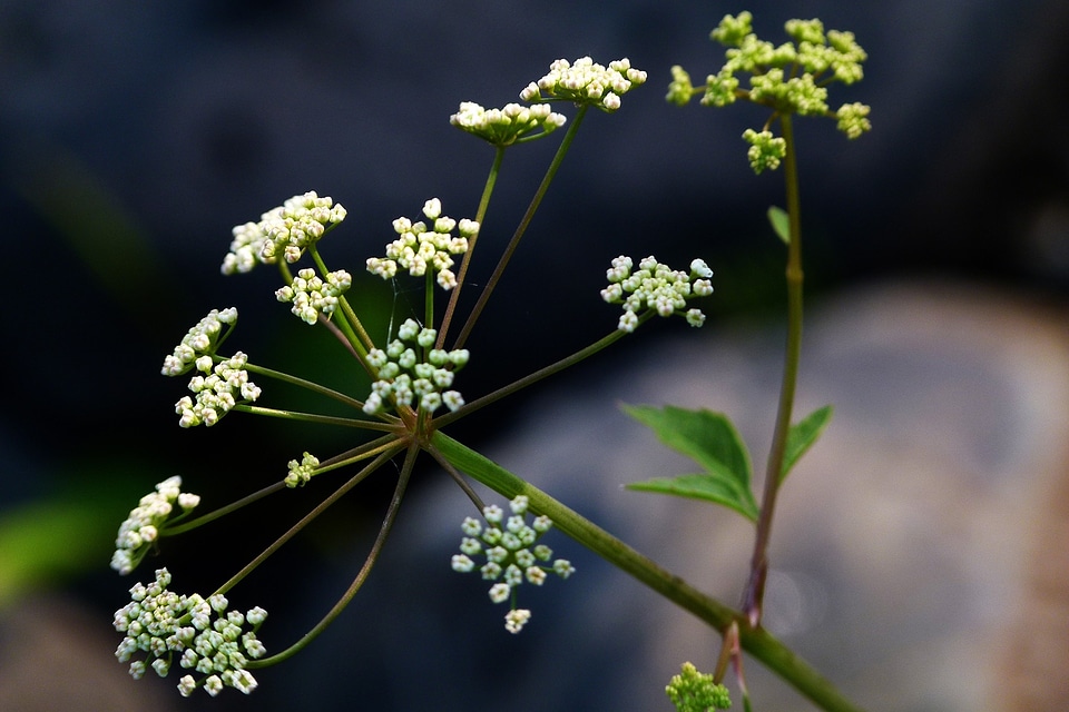 Clusters nature summer flowers