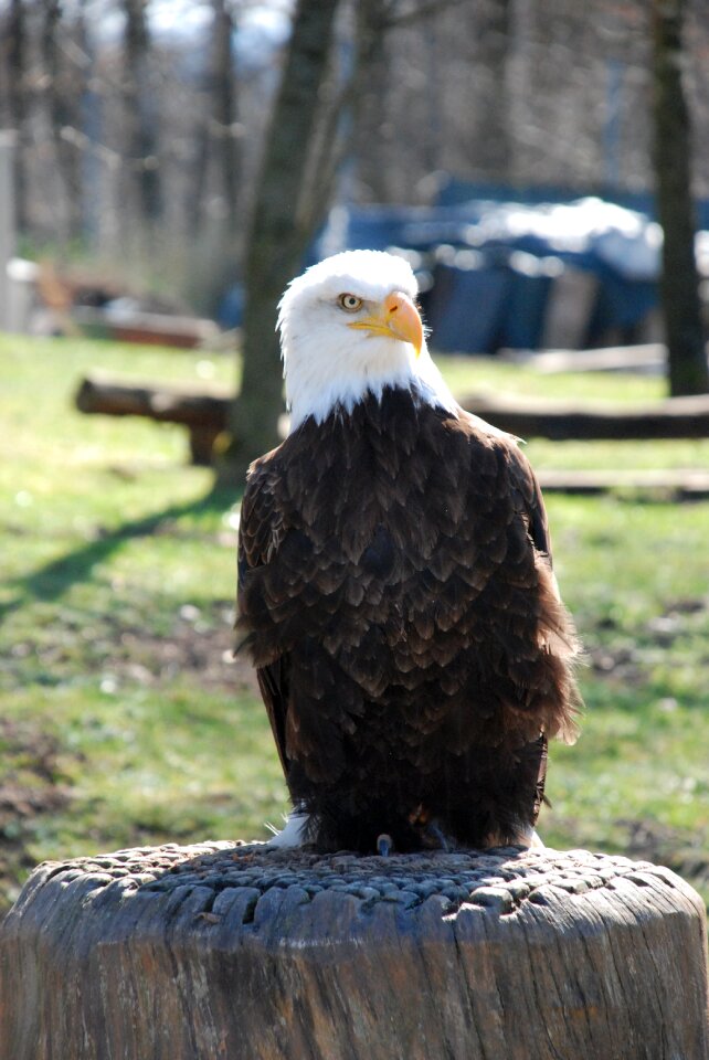 Animal bird of prey white tailed eagle