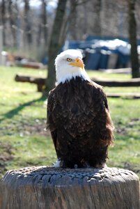 Animal bird of prey white tailed eagle