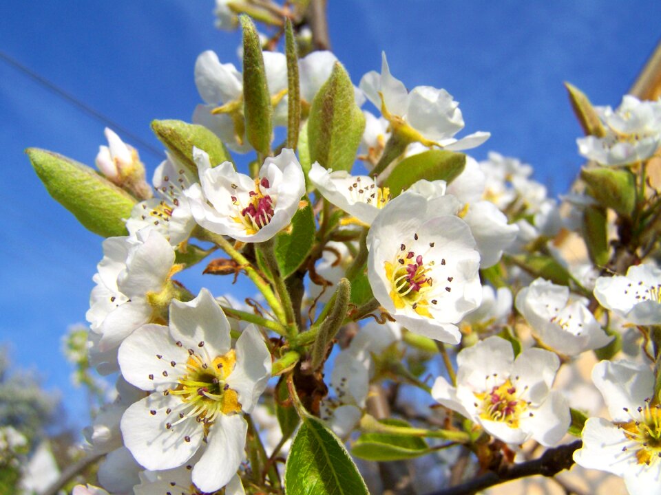 White flower fruit tree spring