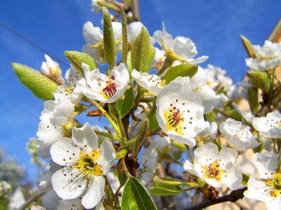 White flower fruit tree spring photo