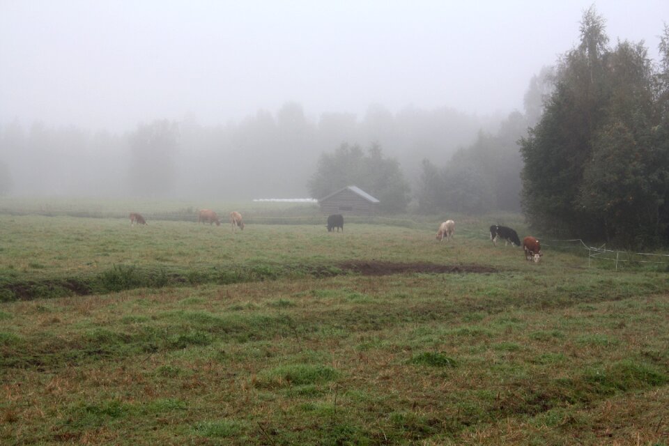 Cow nature landscape