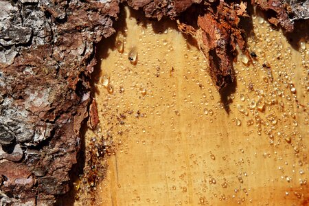 Nature tribe flake