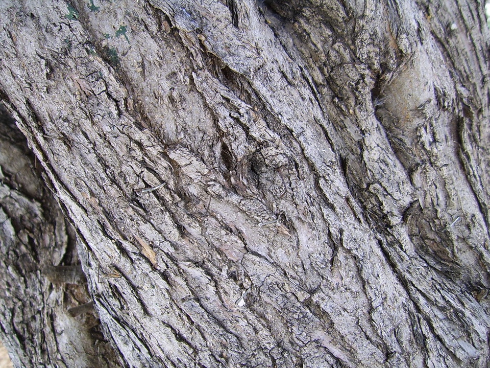 Bark tree olive tree
