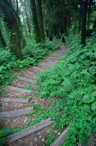 Nature green stairs