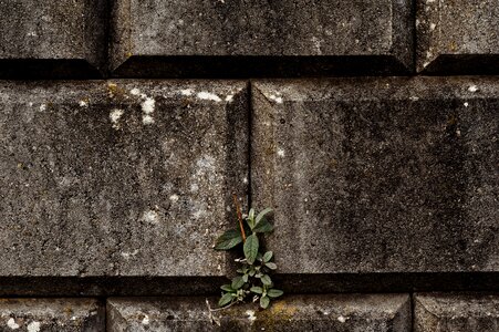 Plant leaf bricks photo
