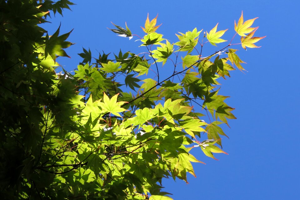 Tree plant green