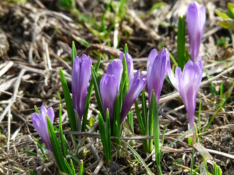Purple flowers blossom