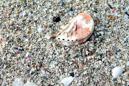 Shell beach sand