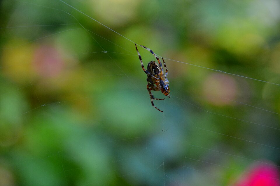 Wire nature fauna