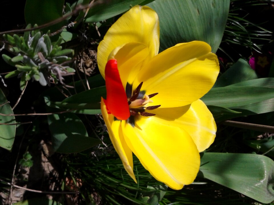 Bloom spring red