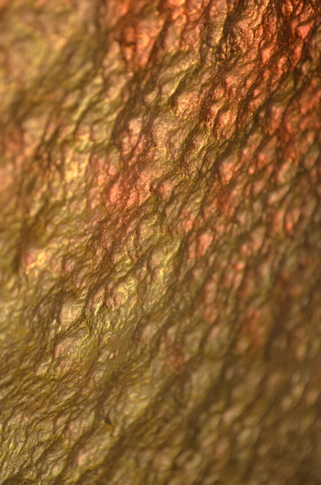 Rauh shiny shimmer