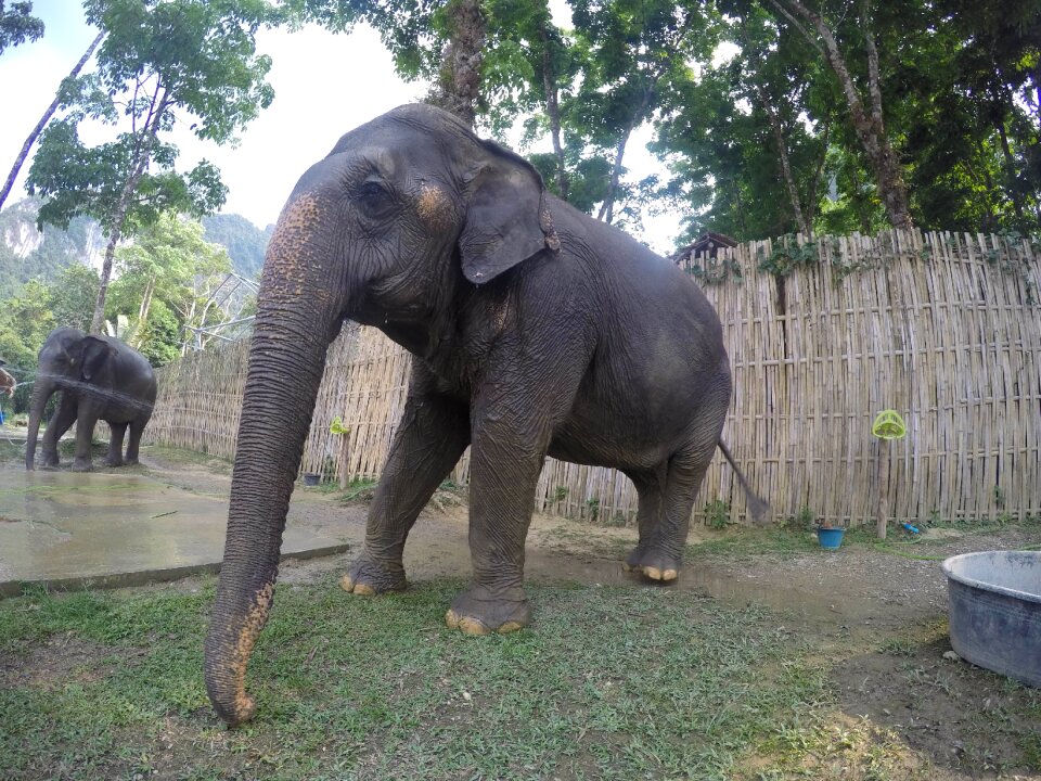 Elephant gray elephant