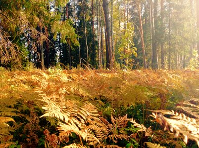Glade fern forest
