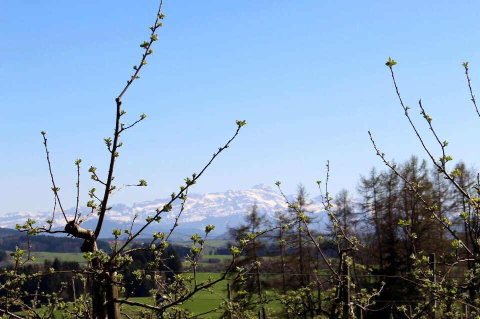 Spring mountains alpstein